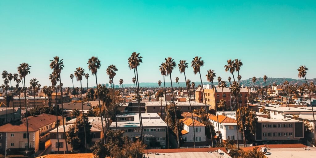 Palm Trees of Los Angeles